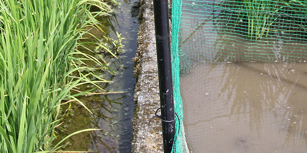 水田の様子